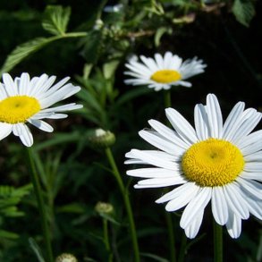 Marguerit, K�mpe <br><i>Leucanthemum maximum</i>