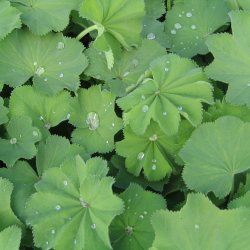 Lvefod, <br>Lodden <br><i> Alchemilla mollis </i>