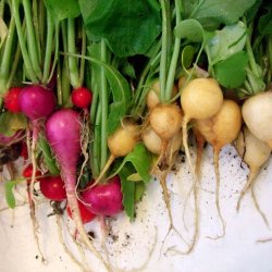 Radise <br>'Mix' <br><i>Raphanus sativus</i>