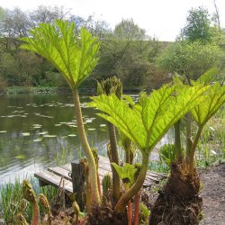 Mammutblad <br><i>Gunnera manicata </i><br><br>