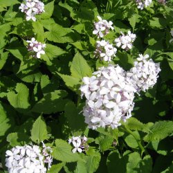 Mneskulpe, <br>Vedvarende <br><i>Lunaria rediviva </i>