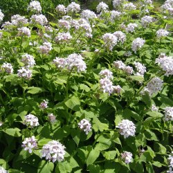 Mneskulpe, <br>Vedvarende <br><i>Lunaria rediviva </i>