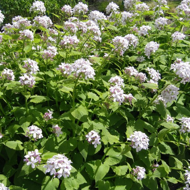 Mneskulpe, <br>Vedvarende <br><i>Lunaria rediviva </i>