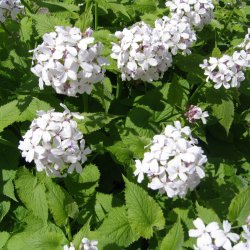 Mneskulpe, <br>Vedvarende <br><i>Lunaria rediviva </i>