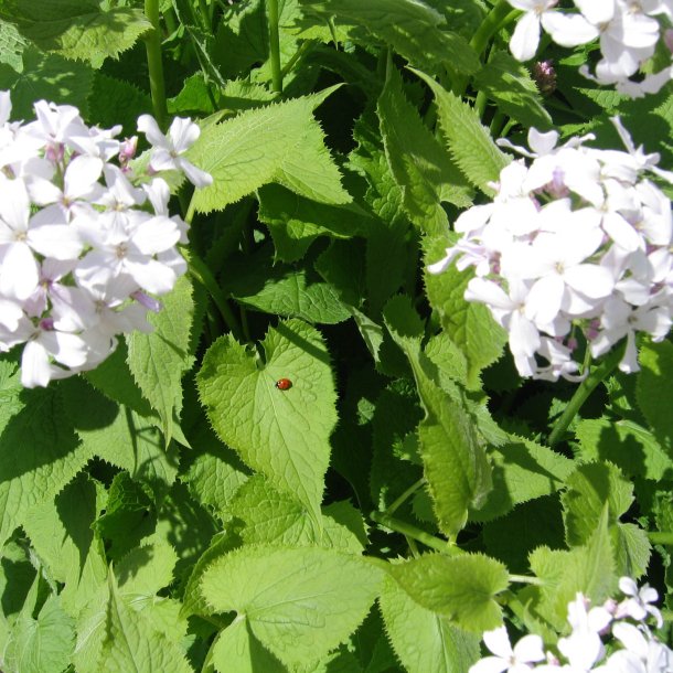 Mneskulpe, <br>Vedvarende <br><i>Lunaria rediviva </i>