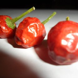 Chili 'Tepin' <br><i>Capsicum annuum var. glabriusculum </i>