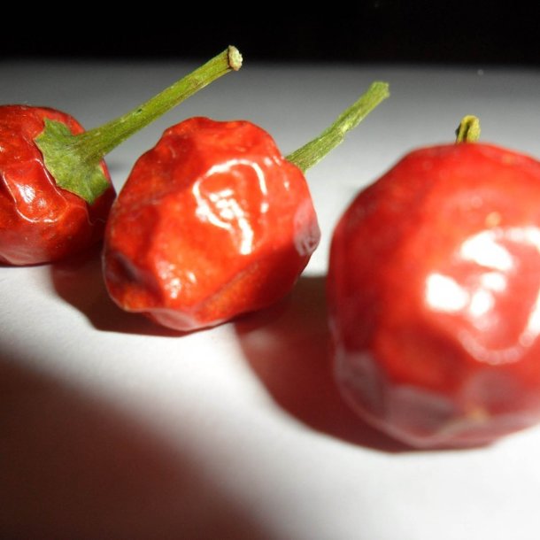 Chili 'Tepin' <br><i>Capsicum annuum var. glabriusculum </i>