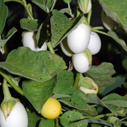 Aubergine <br>'Golden Eggs'<br><i>Solanum melongena</i>