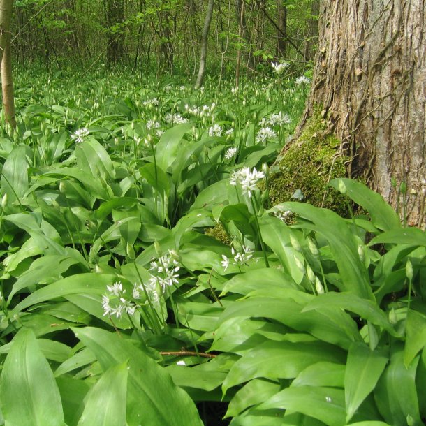 Ramslg <br><i>Allium ursinum </i><br><br>