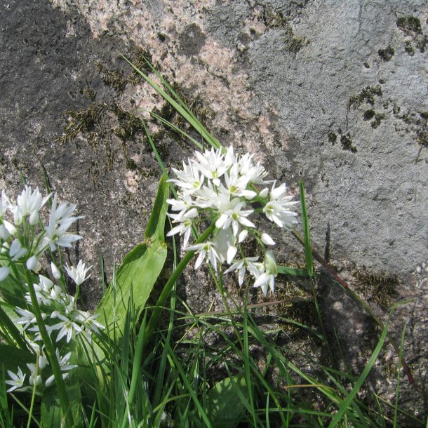 Ramslg <br><i>Allium ursinum </i><br><br>