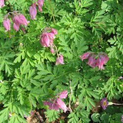 Smhjerte <br><i>Dicentra eximia</i><br><br>