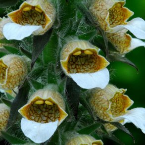 Fingerbl, <br>Uldhret <br><i>Digitalis lanata</i>