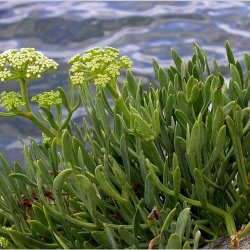 Fennikel, Strand-, <br>rock samphire, paccasassi <br><i>Crithmum maritimum </i>