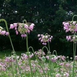 Prydlg, <br>Allegheny- <br><i>Allium cernuum</i>