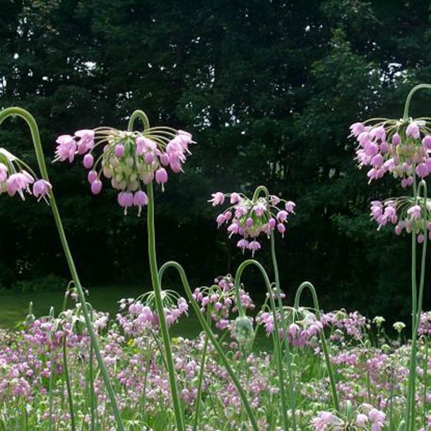Prydlg, <br>Allegheny- <br><i>Allium cernuum</i>