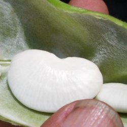 Limabnne, Butterbean<br>'King of Garden' <br><i>Phaseolus lunatus</i>