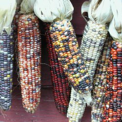 Majs, Indianer- <br>'Amero'<br><i>Zea mays</i>