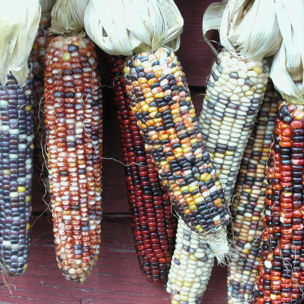 Majs, Indianer- <br>'Amero'<br><i>Zea mays</i>