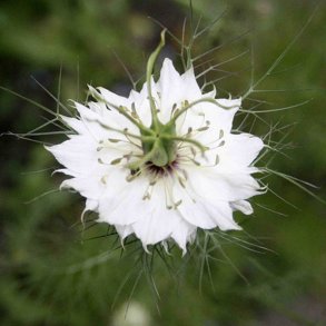 Nigella, <br>Jomfru i det grnne <br>'Albion Red Pod'<br><i>Nigella damascena</i>