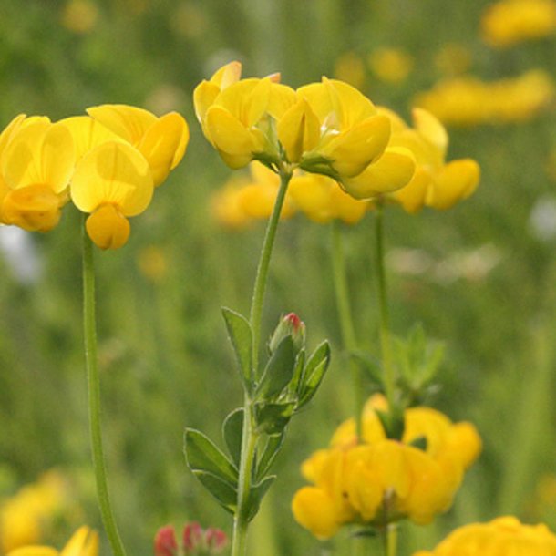 Natureng, <br>vilde blomster <br>og grsser