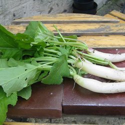 Radise <br>'Icicle' <br><i>Raphanus sativus</i>