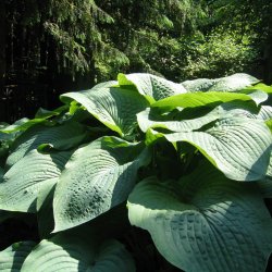 Hosta funkia <br><i>Hosta </i><br><br>
