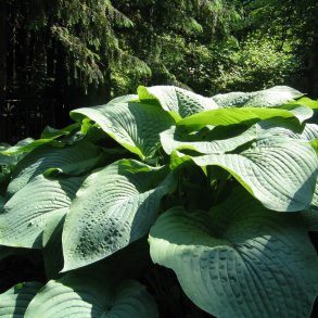 Hosta funkia <br><i>Hosta </i><br><br>