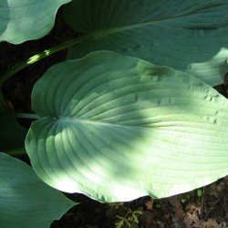 Hosta funkia <br><i>Hosta </i><br><br>