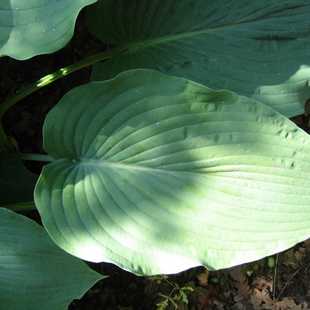 Hosta funkia <br><i>Hosta </i><br><br>
