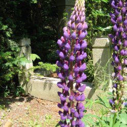 Lupin, bl, <br>Storkb <br><i>Lupinus polyphyllus </i>