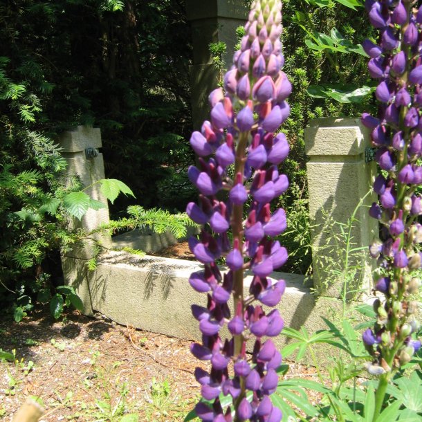 Lupin, bl, <br>Storkb <br><i>Lupinus polyphyllus </i>