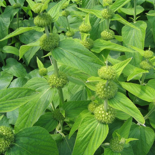 Lvehale, <br>gul <br><i>Phlomis russeliana </i>