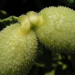 Agurk, <br>sel- <br><i>Ecballium elaterium</i>