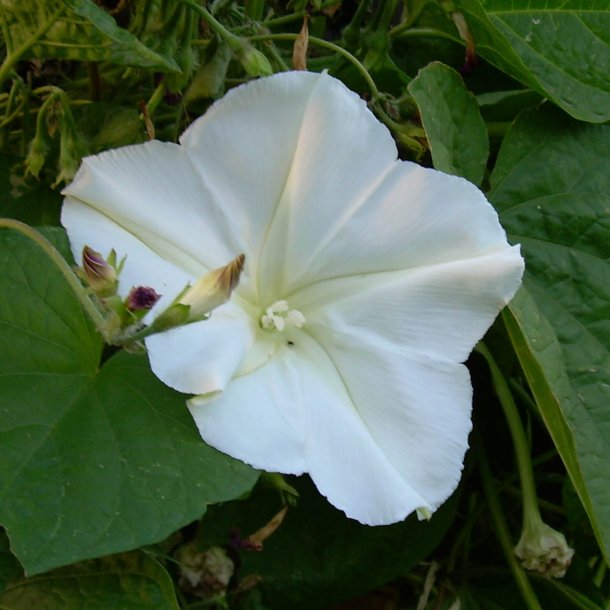 Mneblomst, <br>Bona nox <br><i>Ipomoea alba noctiflora</i>