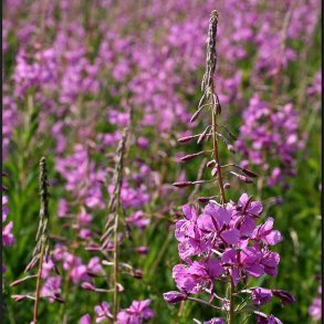 Gederams <br><i>Chamaenerium angustifolium</i>  
