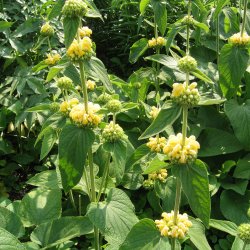 Lvehale, <br>gul <br><i>Phlomis russeliana </i>