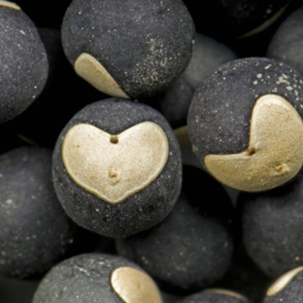 Ballonvin, 'Love in a Puff' <br><i>Cardiospermum halicacabum</i>