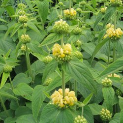 Lvehale, <br>gul <br><i>Phlomis russeliana </i>