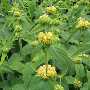 Lvehale, <br>gul <br><i>Phlomis russeliana </i>