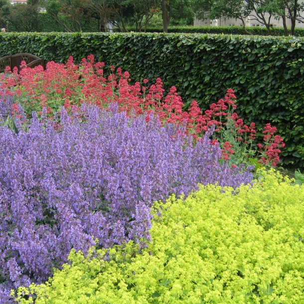 Lvefod, <br>Lodden <br><i> Alchemilla mollis </i>