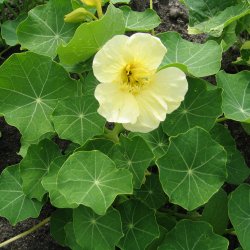 Tallerkensmkker <br>'Milkmaid'<br><i>Tropaeolum majus</i>