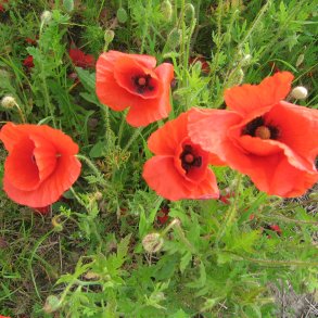 Valmue, Korn- <br>Storkb<br><i>Papaver rhoeas </i>