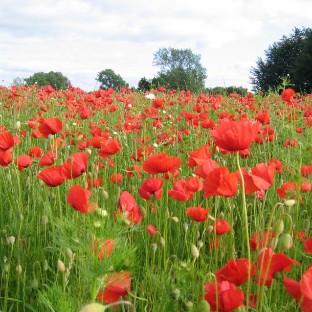 Valmue, Korn- <br>Storkb<br><i>Papaver rhoeas </i>