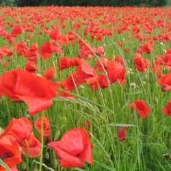 Valmue, <br>Korn- <br><i>Papaver rhoeas </i>