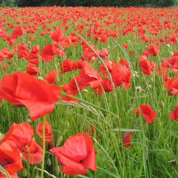 Valmue, Korn- <br>Storkb<br><i>Papaver rhoeas </i>