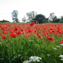 Valmue, Korn- <br>Storkb<br><i>Papaver rhoeas </i>