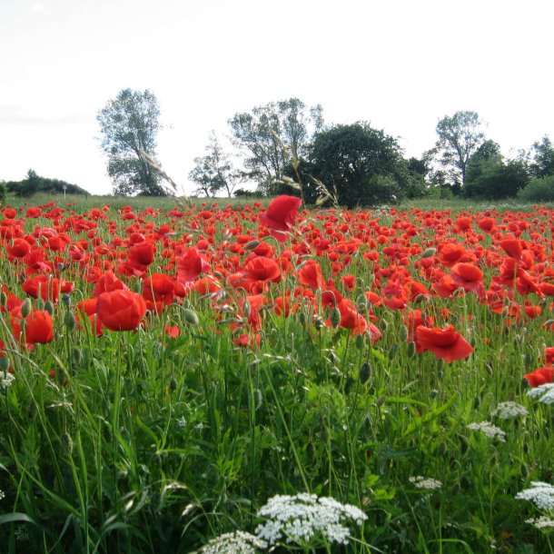 Valmue, Korn- <br>Storkb<br><i>Papaver rhoeas </i>