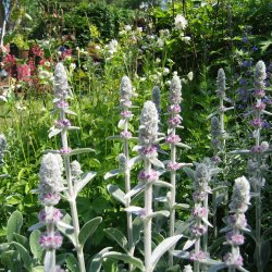 Lammere <br><i>Stachys byzantina </i><br><br>