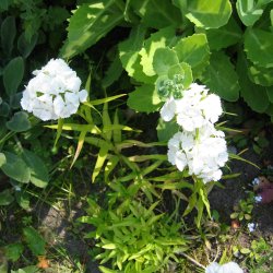Nellike, Studenter- <br>'Mix' <br><i>Dianthus barbatus </i>