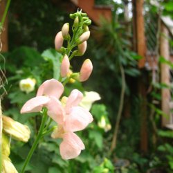 Bnne, Pral- <br>'Sunset' <br><i>Phaseolus coccineus </i>